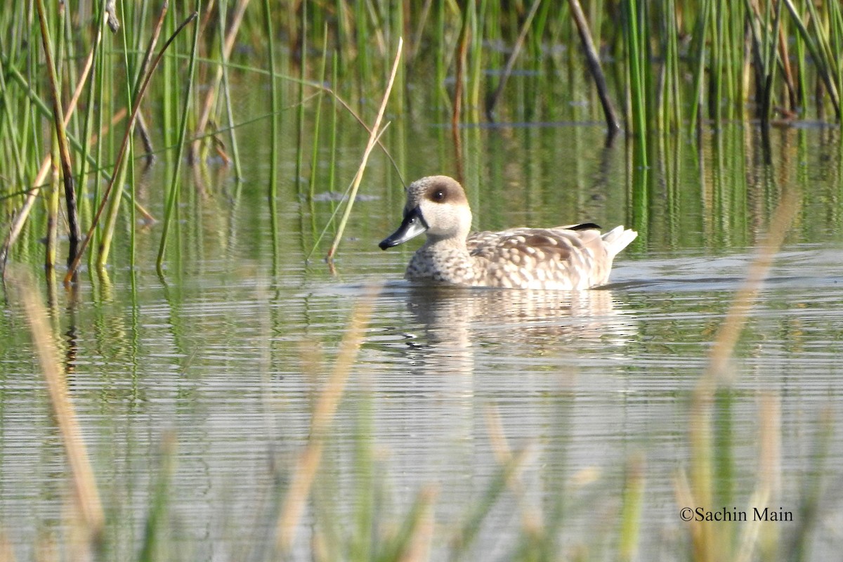 Marbled Duck - ML421699511
