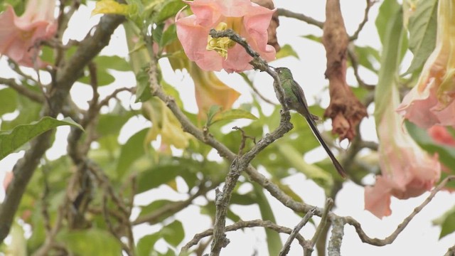 Black-tailed Trainbearer - ML421699841