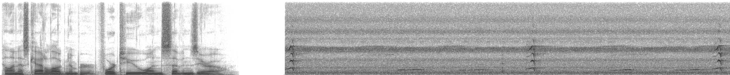 蘭嶼角鴞 - ML42170