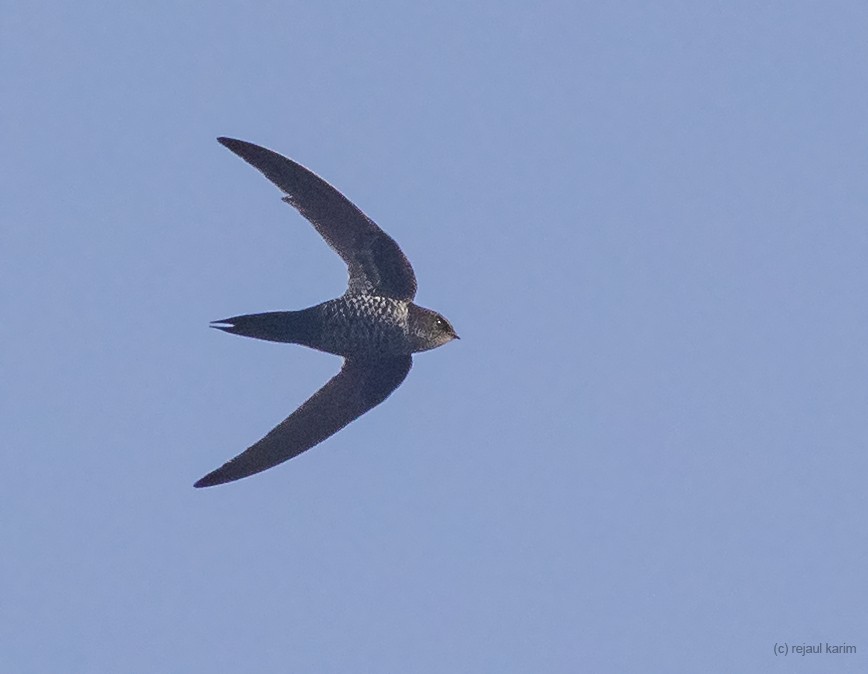 Dark-rumped Swift - Rejaul Karim