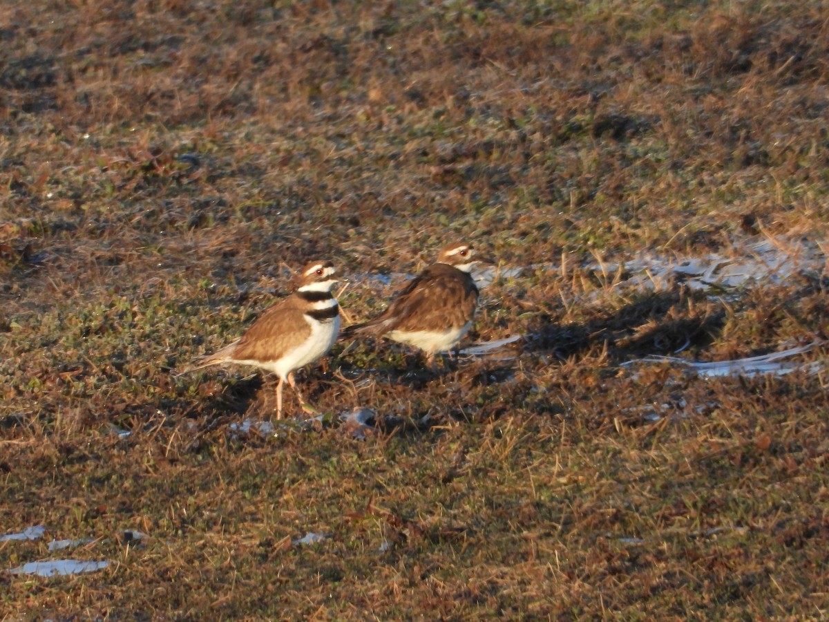 Killdeer - ML421701261