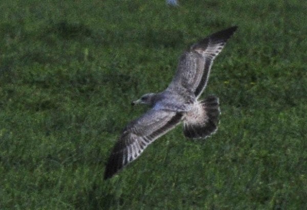 California Gull - ML42170311