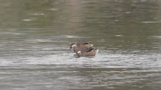 White-cheeked Pintail - ML421704971