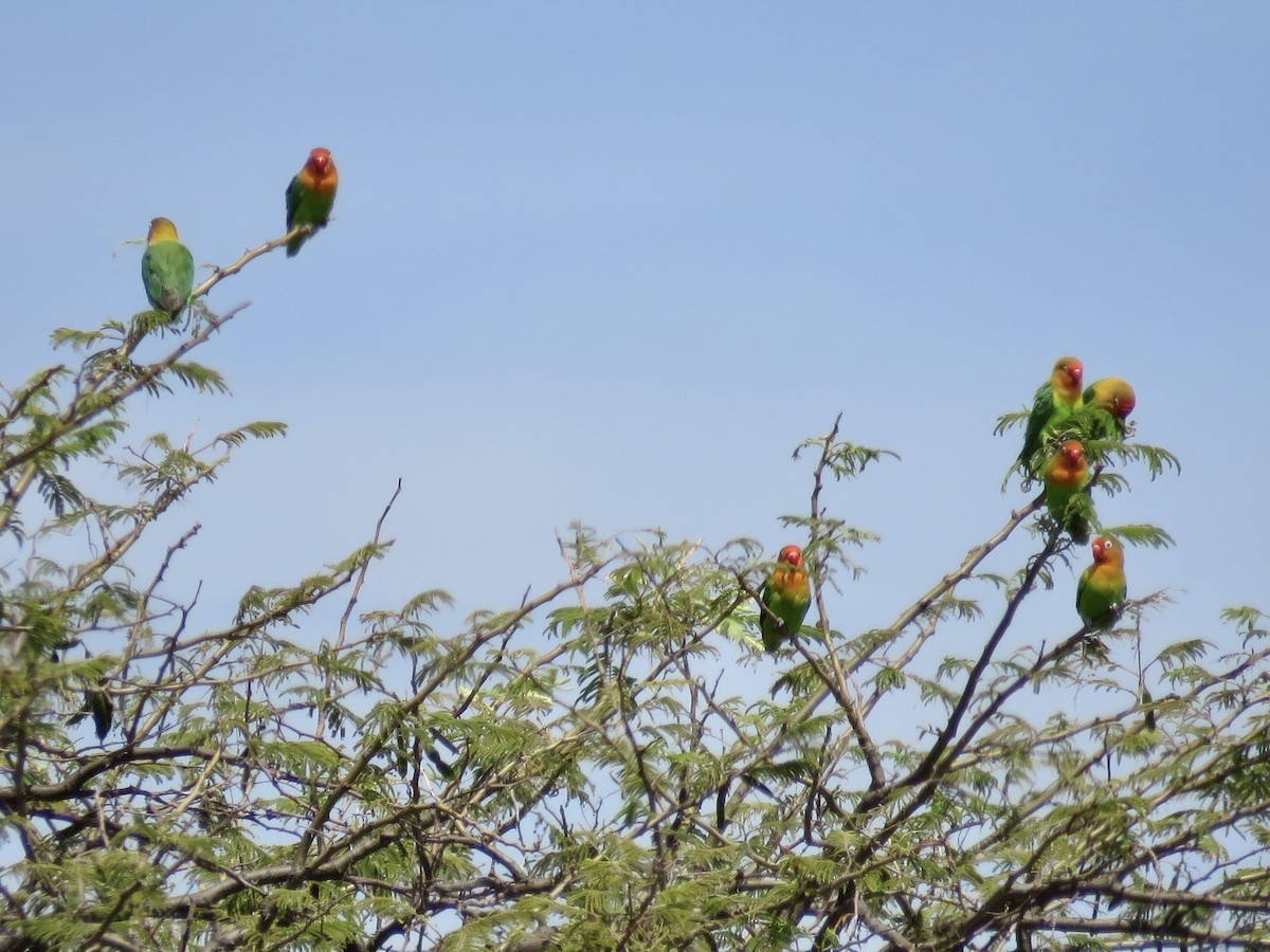 Fischer's Lovebird - ML421705641