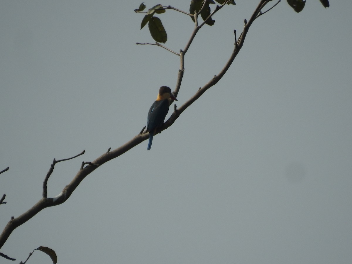 Stork-billed Kingfisher - ML421706001