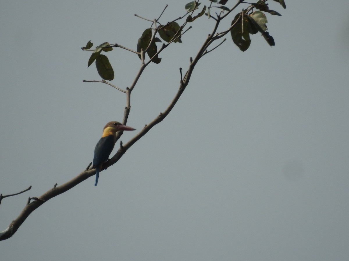 Stork-billed Kingfisher - ML421706011