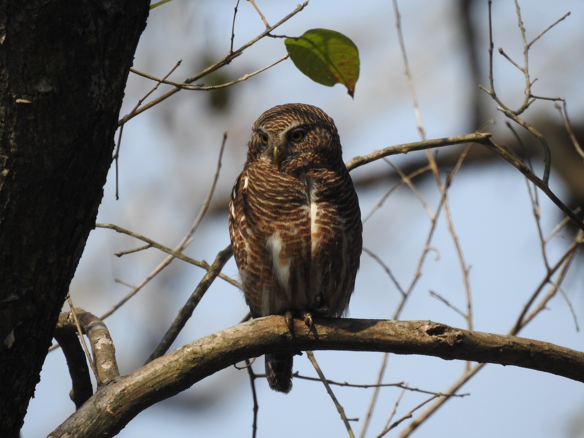 Asian Barred Owlet - ML421706131