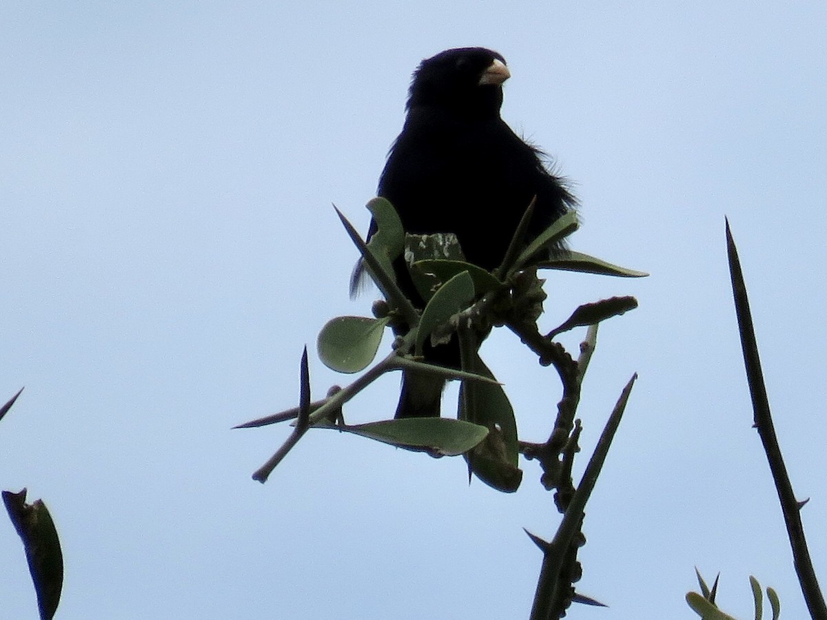 Village Indigobird - ML421706191