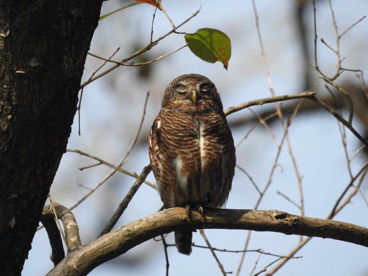 Asian Barred Owlet - ML421706201