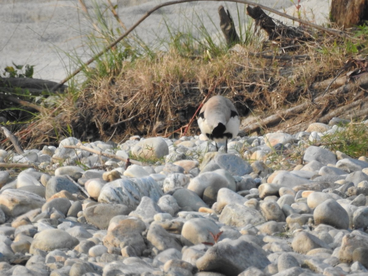 River Lapwing - ML421706601