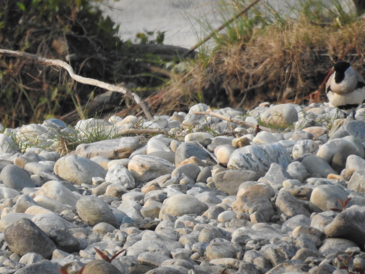 River Lapwing - ML421706611