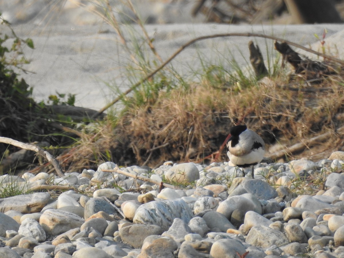 River Lapwing - ML421706661