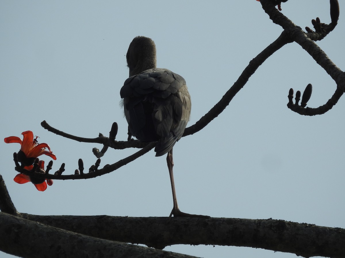 Asian Openbill - ML421706711