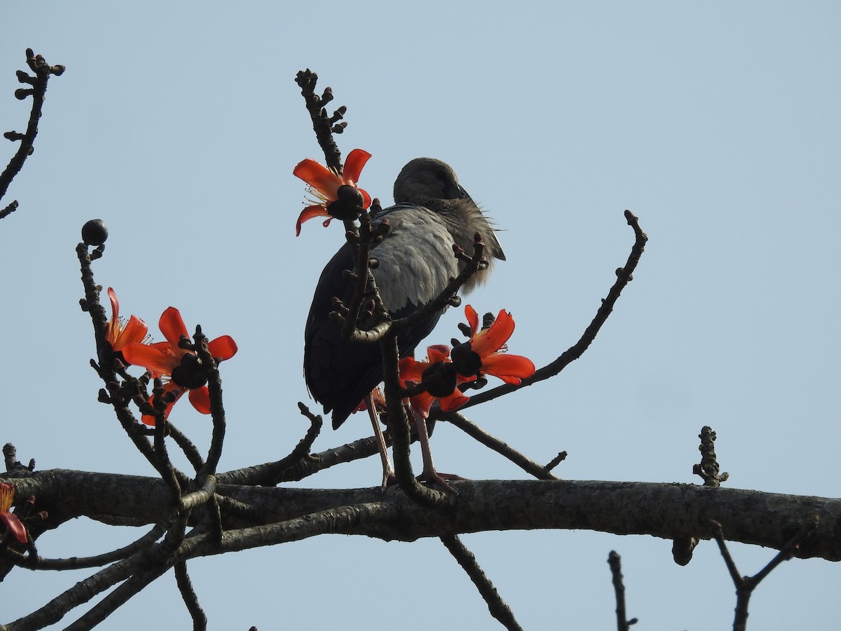 Asian Openbill - ML421706751