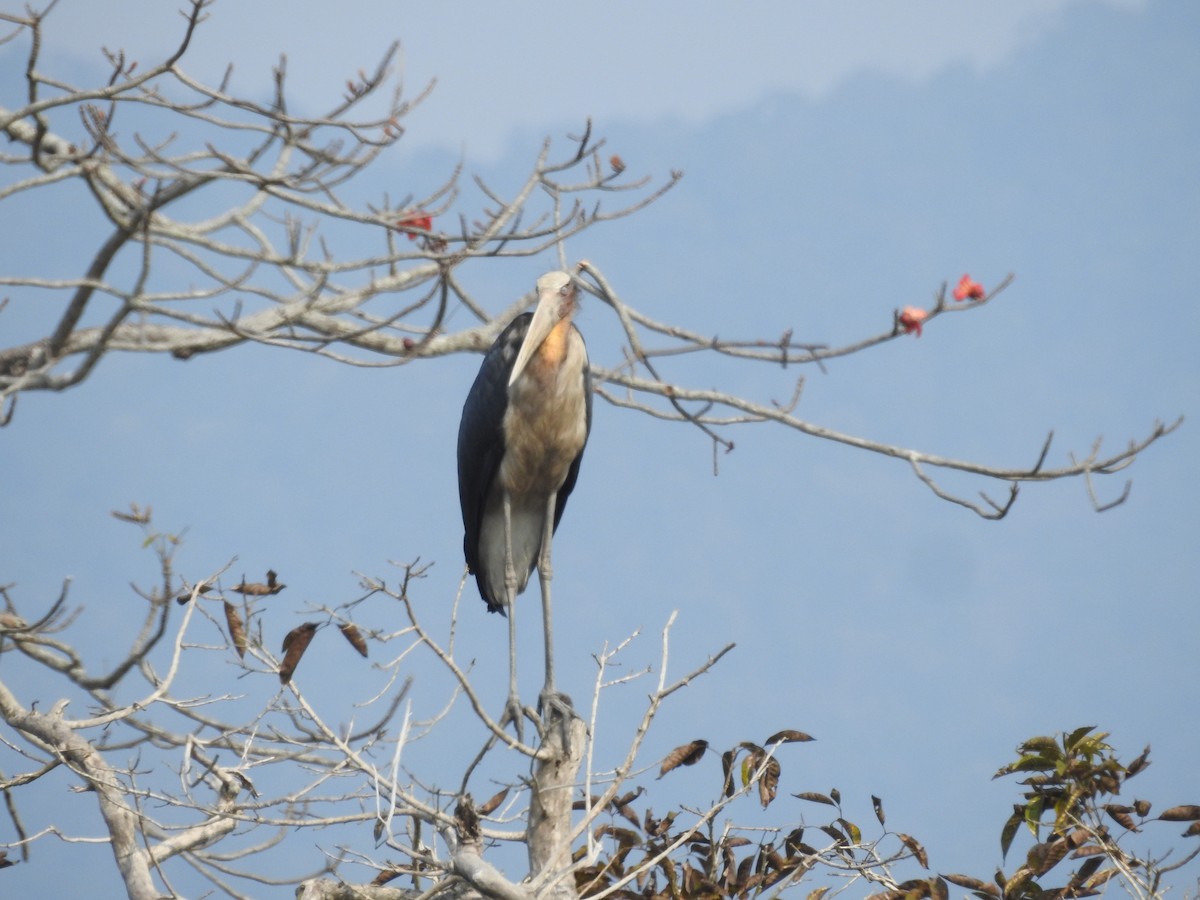 Lesser Adjutant - Sourav Halder