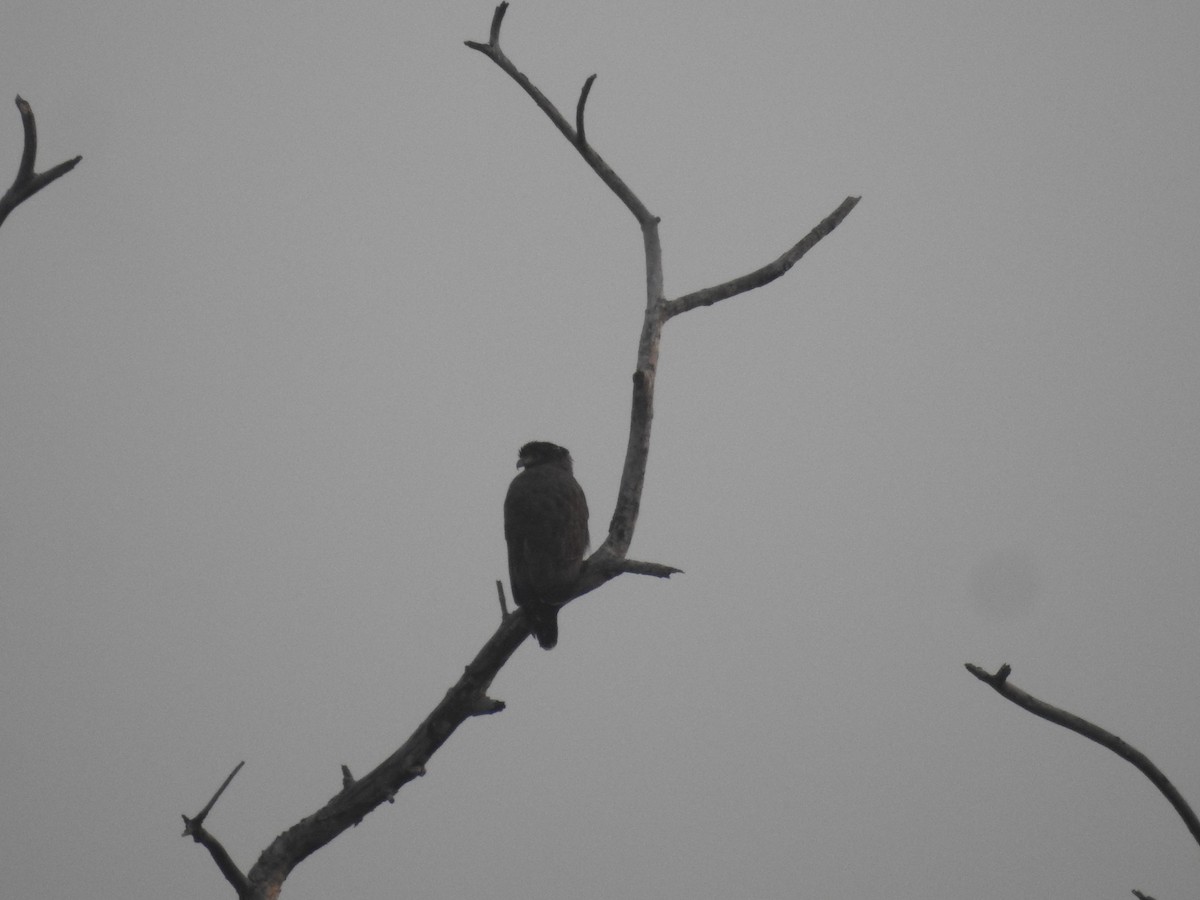 Crested Serpent-Eagle - ML421707481