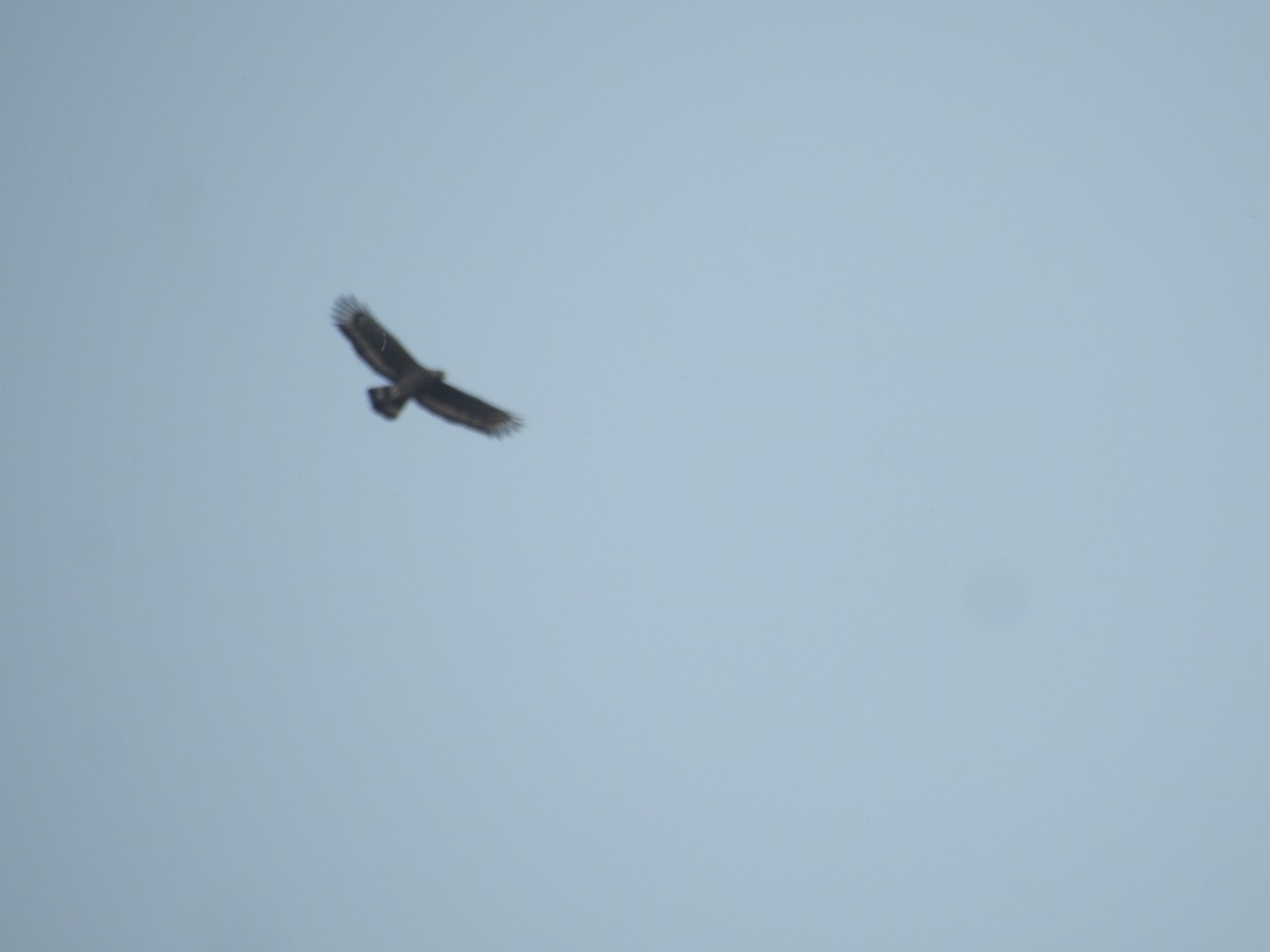 Crested Serpent-Eagle - ML421707511