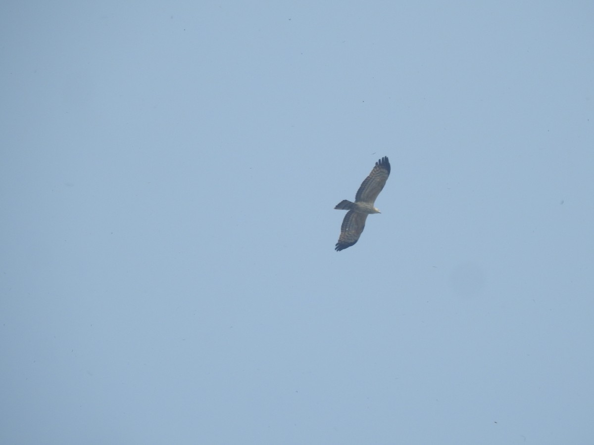 Short-toed Snake-Eagle - ML421707571