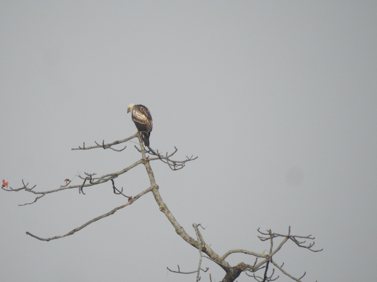 Changeable Hawk-Eagle - ML421708151