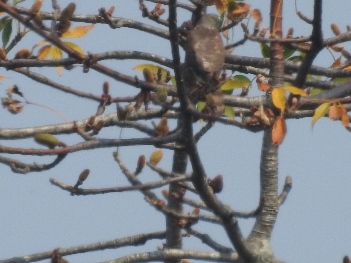 Shikra - Sourav Halder