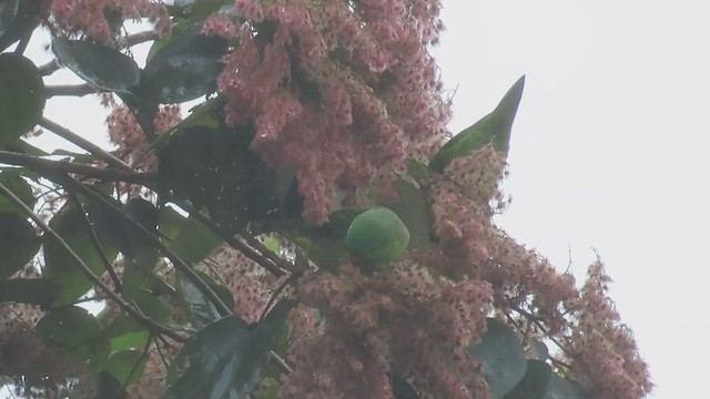 Barred Parakeet - ML421709101