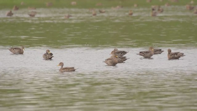 Yellow-billed Pintail - ML421709241