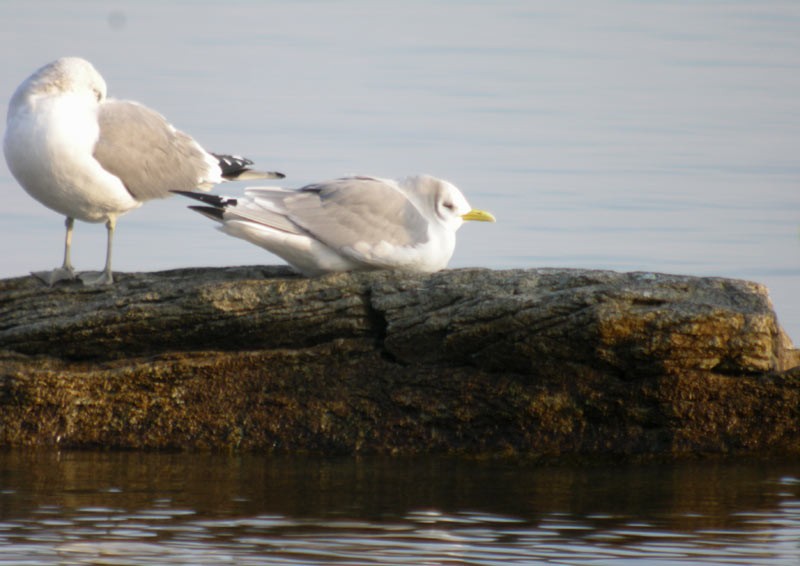 Black-legged Kittiwake - ML421710241