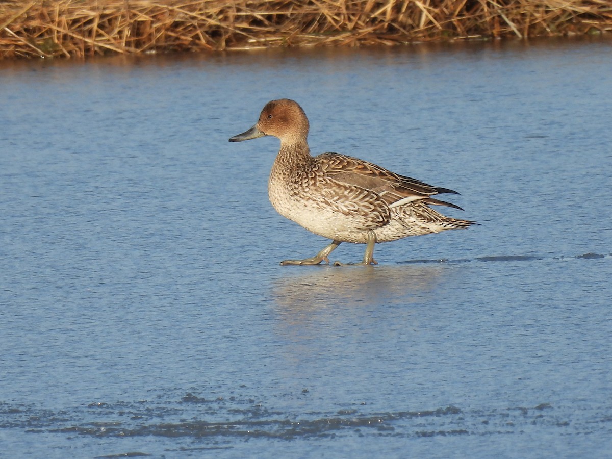 Northern Pintail - ML421710251