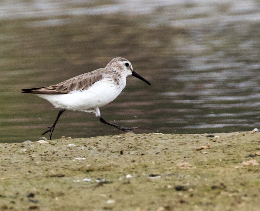 Curlew Sandpiper - ML421710531