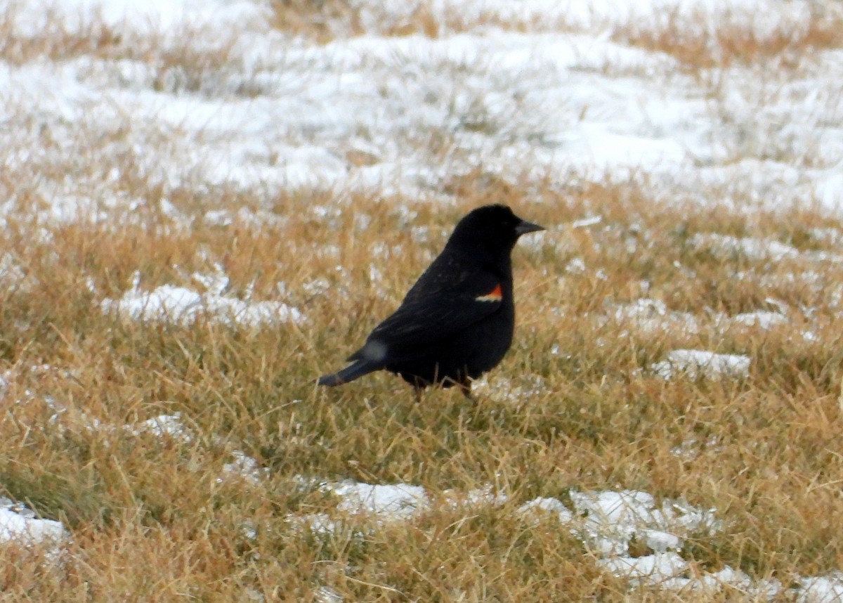 Red-winged Blackbird - ML421710641