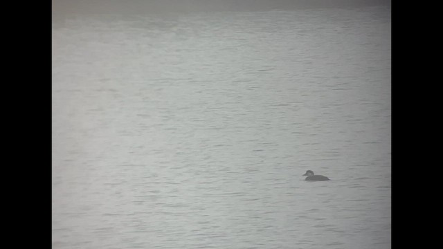 Common Scoter - ML421711091