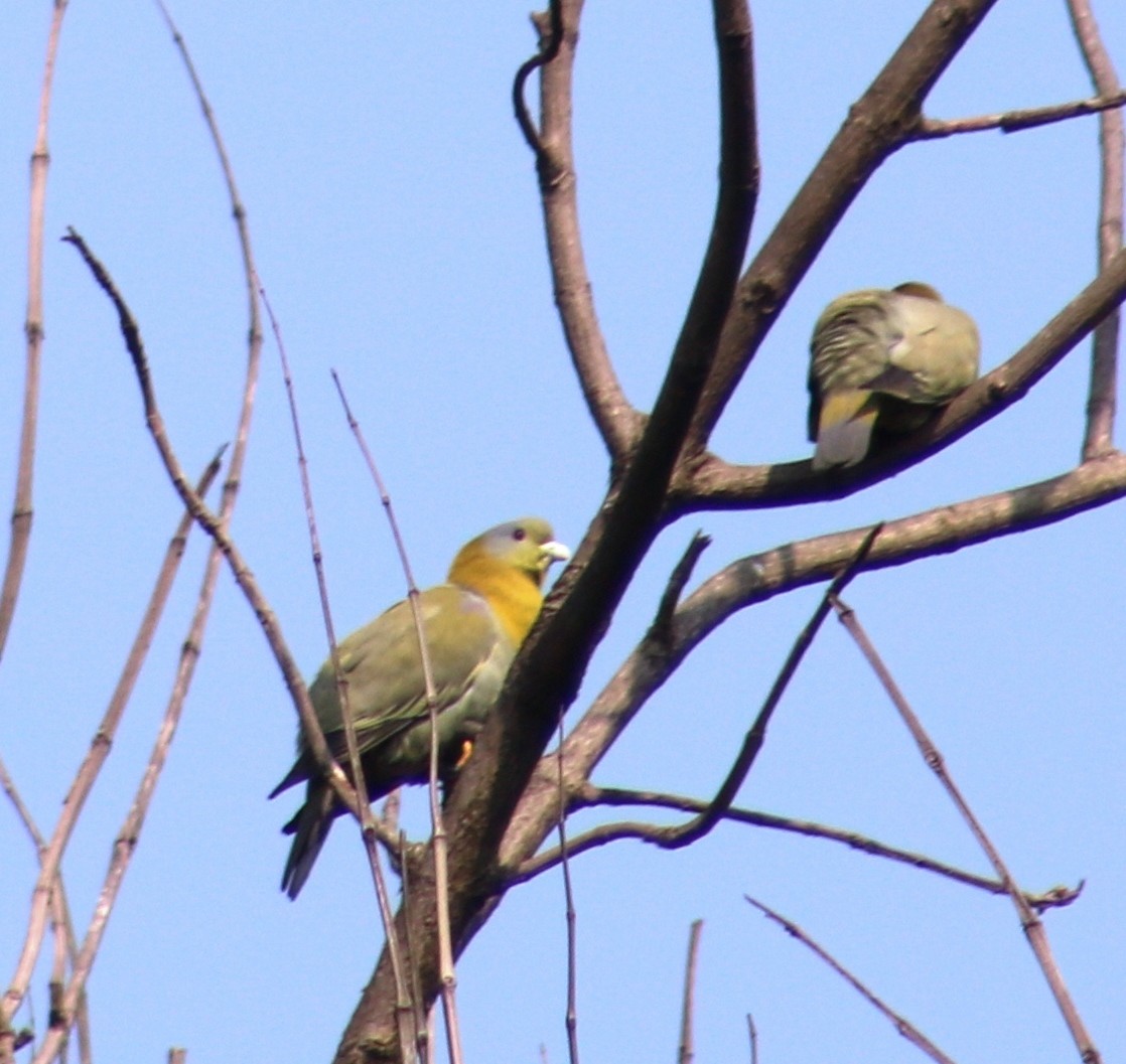 Yellow-footed Green-Pigeon - ML421711761