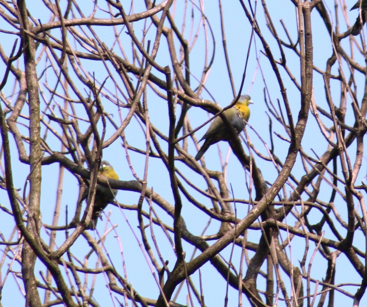Yellow-footed Green-Pigeon - ML421711771