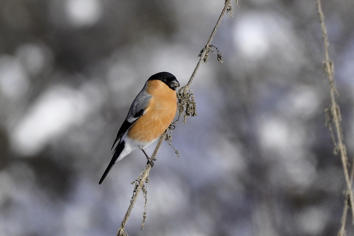 Eurasian Bullfinch - Maryse Neukomm