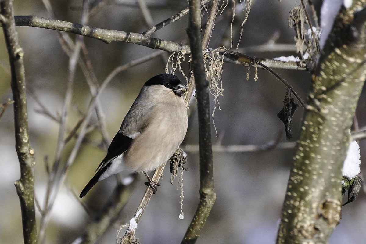 Eurasian Bullfinch - Maryse Neukomm