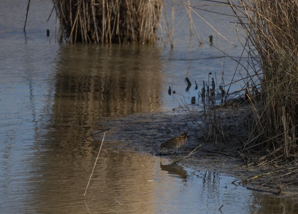 Spotted Crake - ML421712801