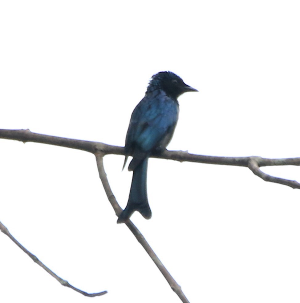 Menevişli Drongo - ML421713241