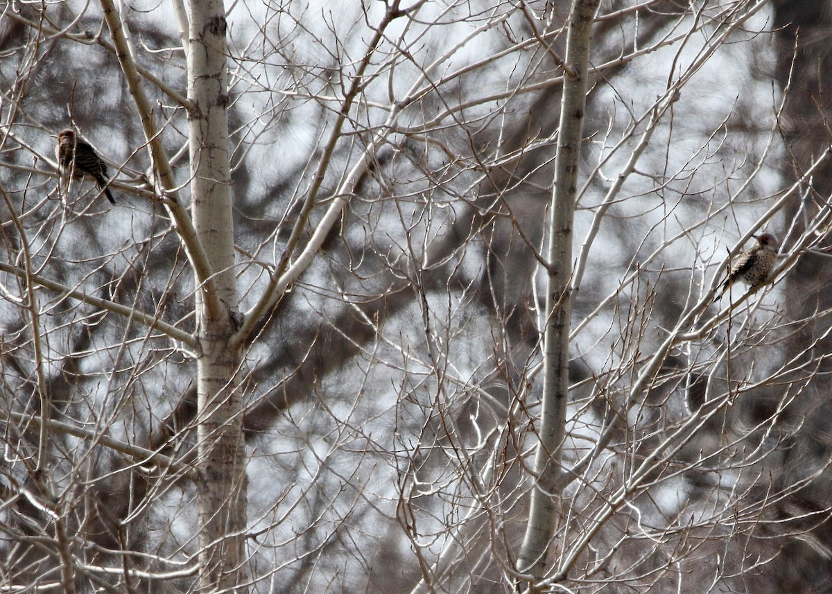 Northern Flicker (Yellow-shafted) - ML421714091