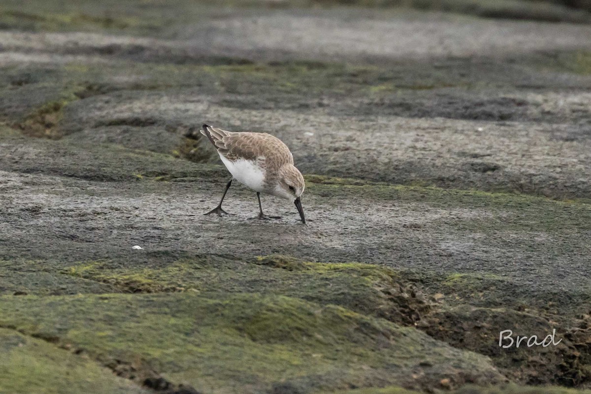 Western Sandpiper - Brad Argue