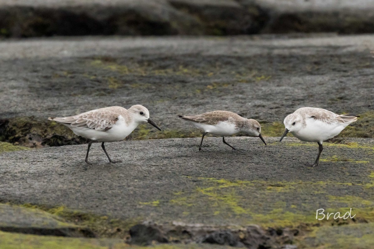 Western Sandpiper - ML42171441