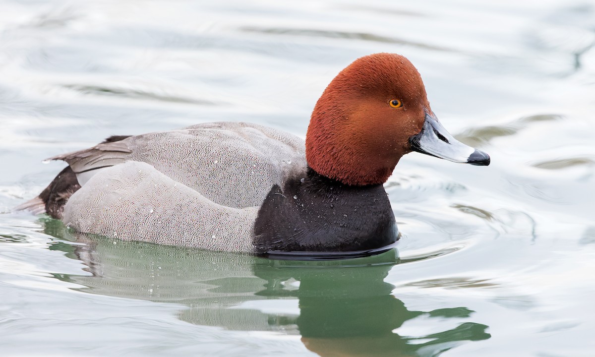 Redhead - ML421714791