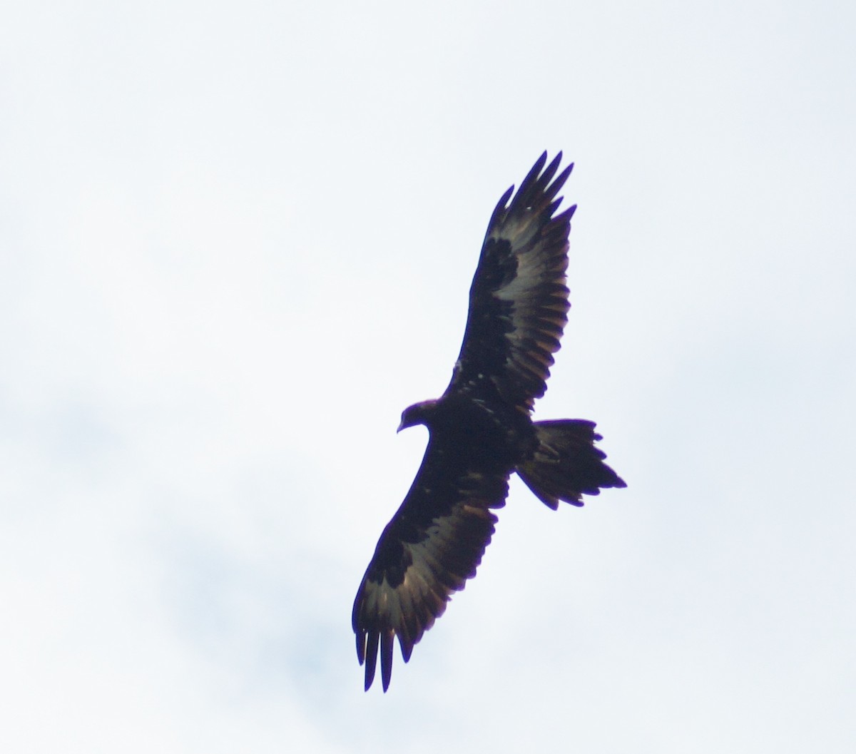 Wedge-tailed Eagle - Sara Young