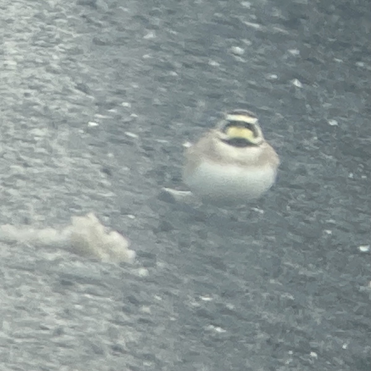 Horned Lark - Matt Wallace