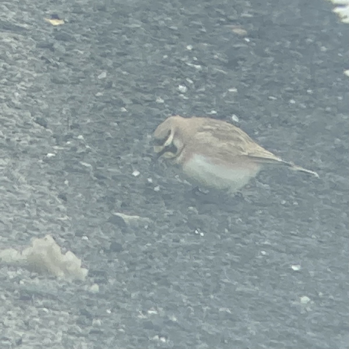 Horned Lark - ML421715631