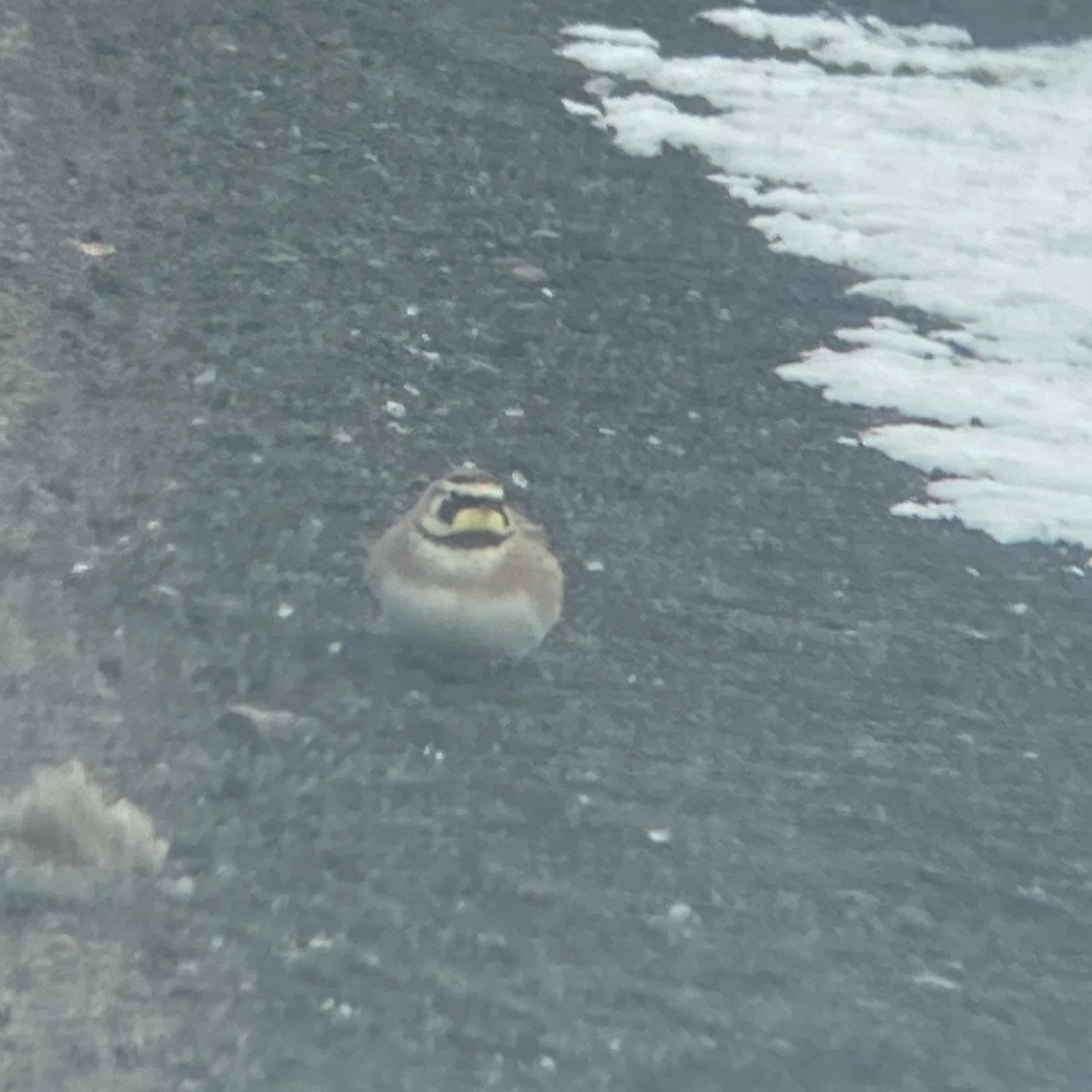 Horned Lark - Matt Wallace