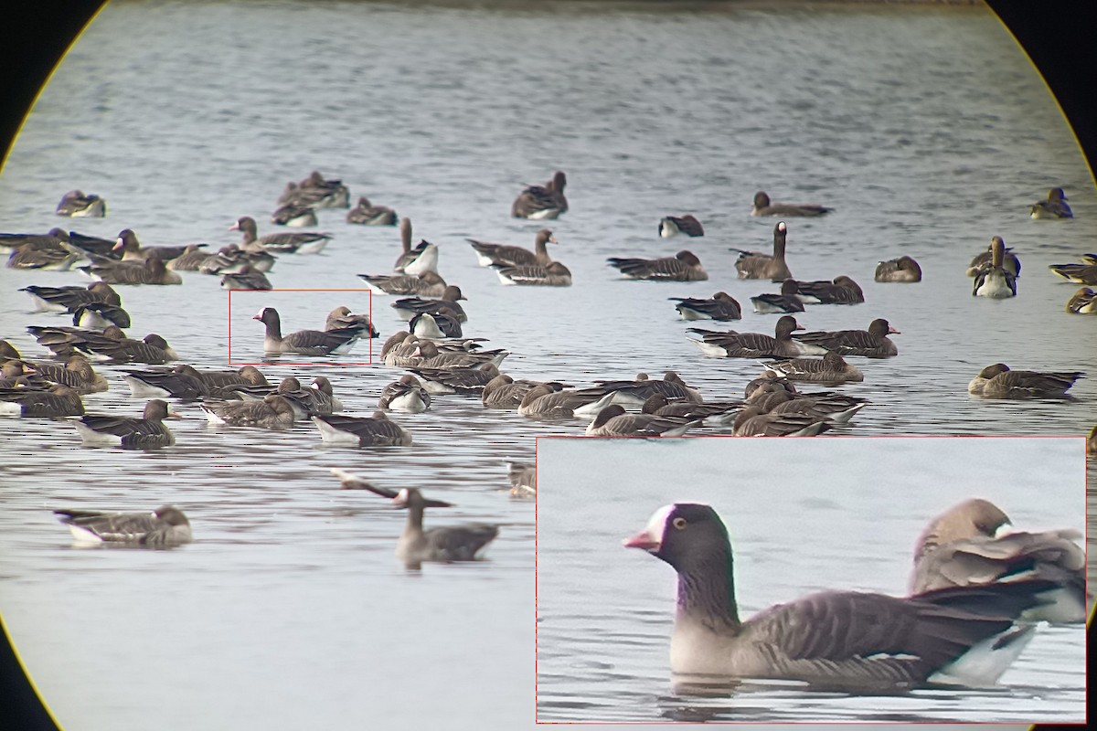 Lesser White-fronted Goose - ML421717591