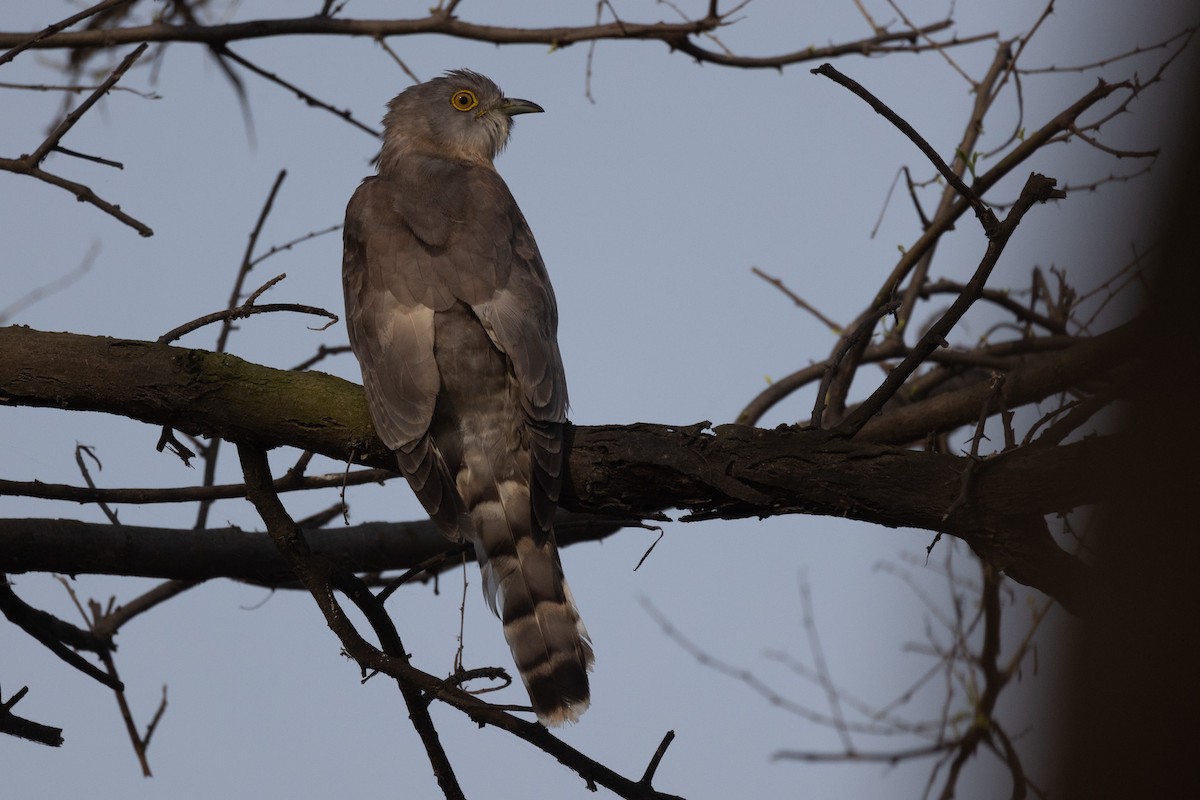 Common Hawk-Cuckoo - Virendra Goswami