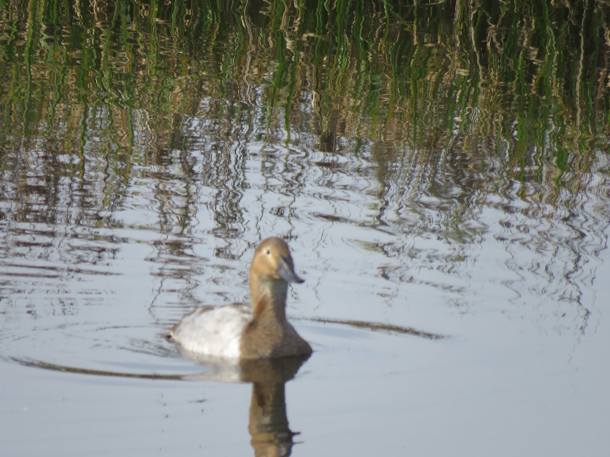 Canvasback - ML421721981