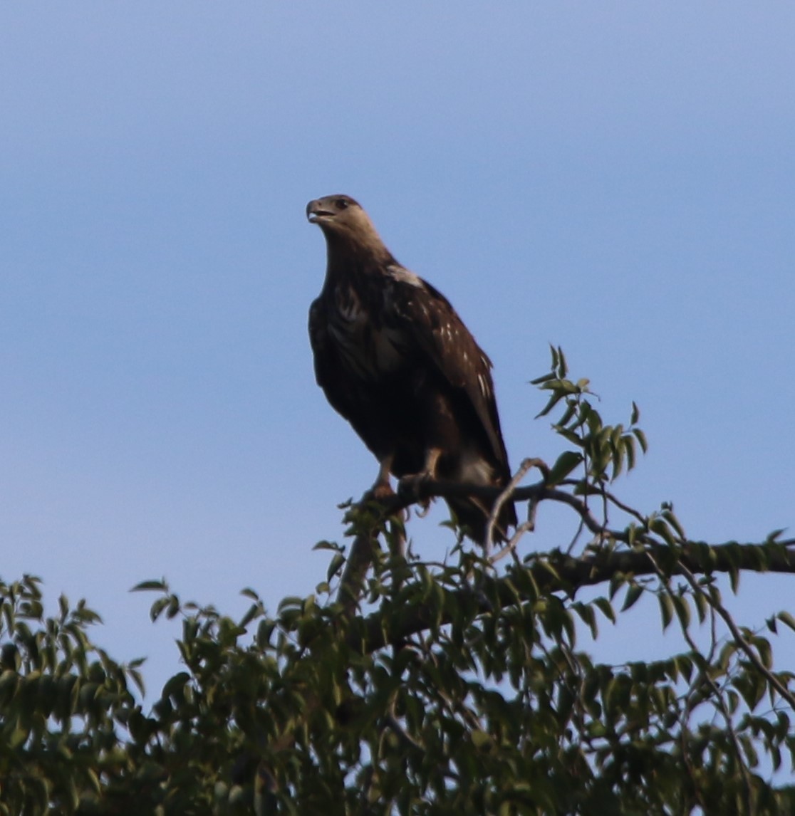 African Fish-Eagle - ML421725141