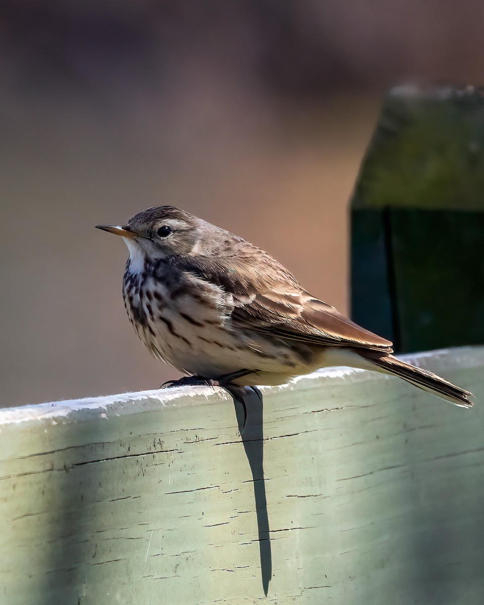 American Pipit - Jamie B Wagner